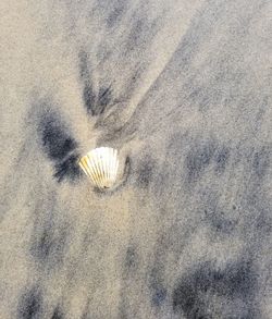 High angle view of shell on beach