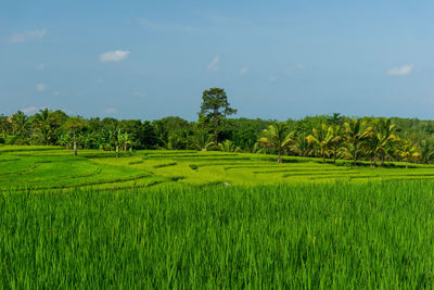 Panoramic view of the agricultural sector with green indonesian rice fields