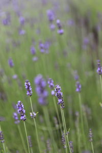 Close-up of purple flowers growing on field