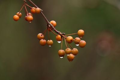 Close-up of berries on tree