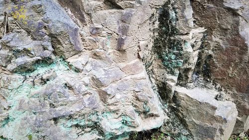 Full frame shot of rock on tree