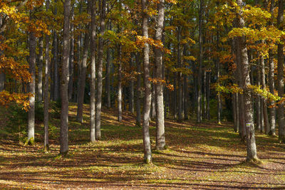 Pine trees in forest during autumn