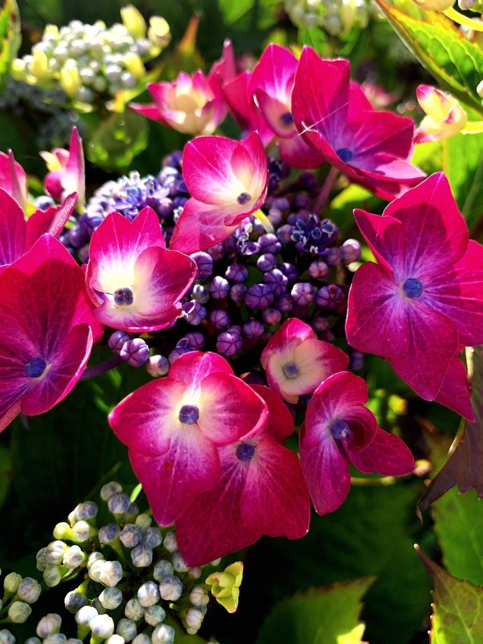 CLOSE-UP OF PINK AND PURPLE FLOWERS