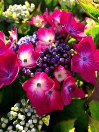 Close-up of pink flowers