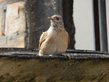 Close-up of bird perching on wall