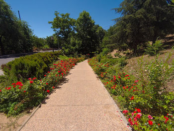 Footpath amidst flowering plants and trees against sky