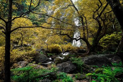 Trees and plants in forest