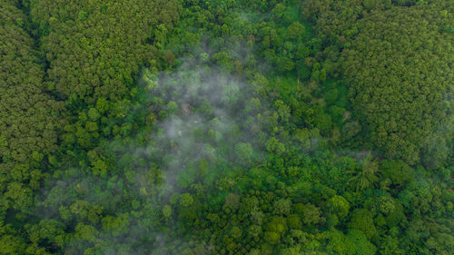 High angle view of green leaves