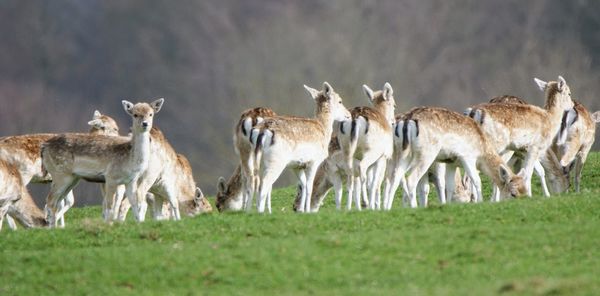 Flock of sheep in a field