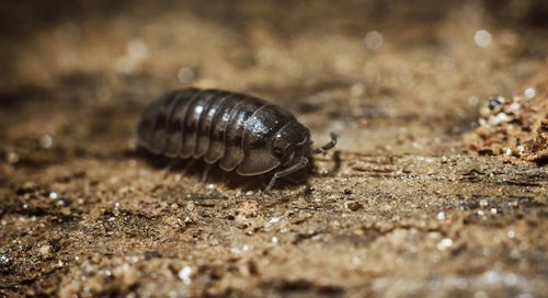 Close-up of sow bug on field