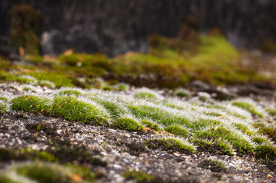 A carpet of moss grows on rocks , beautiful yellow and green colors