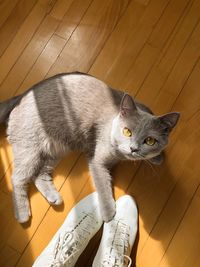 High angle view of cat relaxing on floor