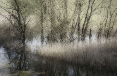 Scenic view of lake in forest