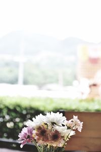 Close-up of white flowering plant