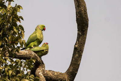 Low angle view of bird perching on tree against sky