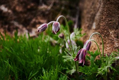 Close-up of purple flowering plant on field