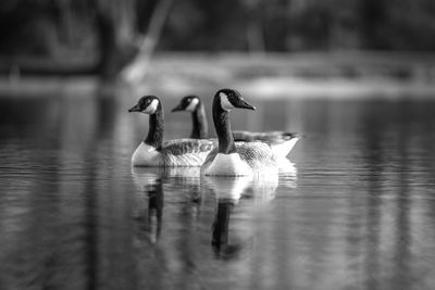 Birds swimming in lake