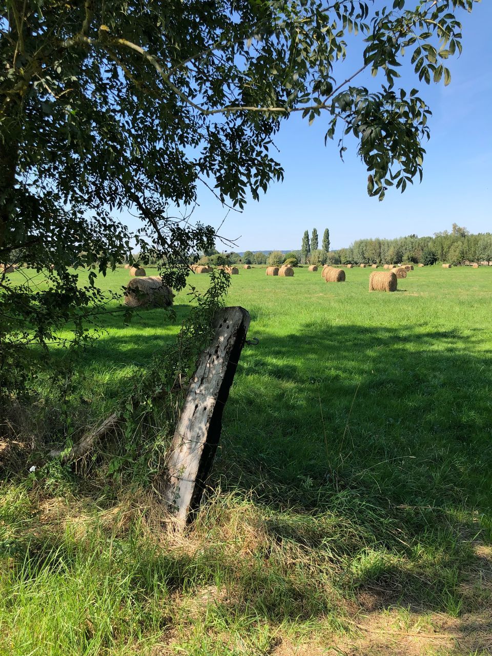 plant, tree, grass, field, landscape, land, environment, green color, tranquil scene, nature, sky, no people, tranquility, growth, agriculture, rural scene, day, beauty in nature, scenics - nature, barrier, outdoors