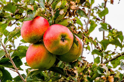 Low angle view of apples on tree