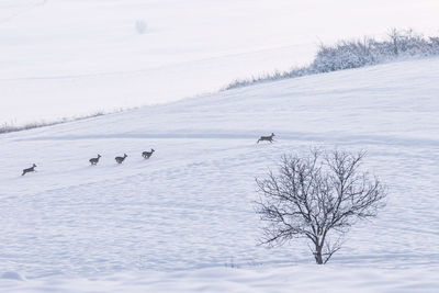 Scenic view of snow covered field