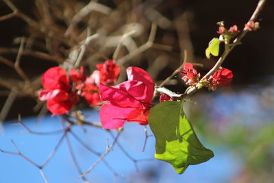 Close-up of flowers