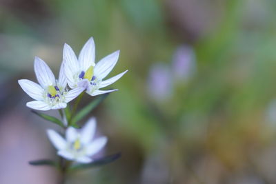 Close-up of white flowering plant