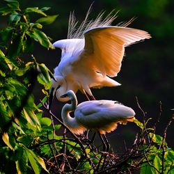 Snowy egrets perching on tree