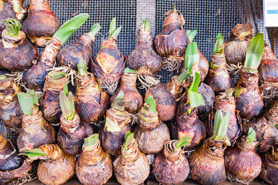 Close-up of food for sale