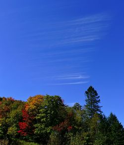 Low angle view of trees against blue sky