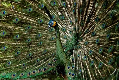 Peacock with feathers fanned out