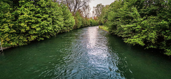 Scenic view of river amidst trees in forest