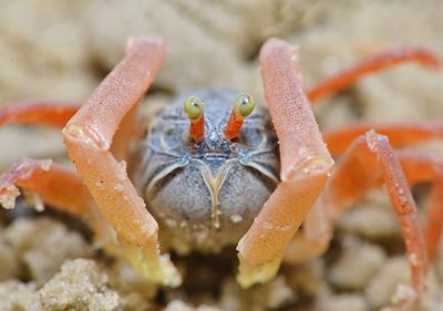 Close-up of crab