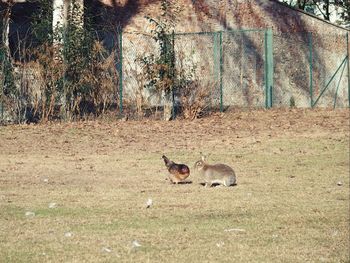 Side view of rabbit and hen on landscape