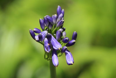 Close-up of purple flowering plant african lily