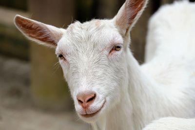 Close-up portrait of white horse