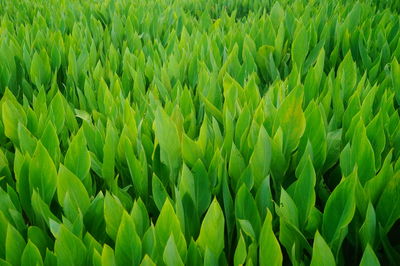 Full frame shot of crops growing on field