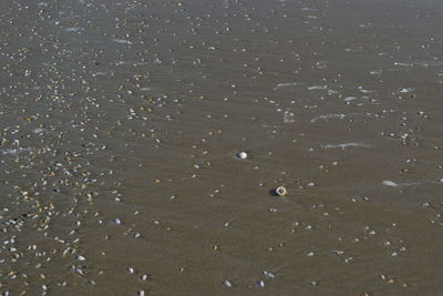 Full frame shot of wet beach