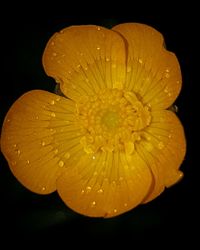 Close-up of flower over black background