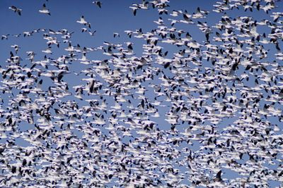 Snow geese migration 