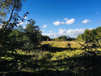 Trees on field against sky