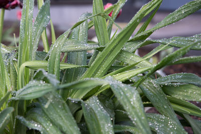 Close-up of wet plant leaves during rainy season