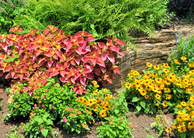 Close-up of flowers blooming outdoors