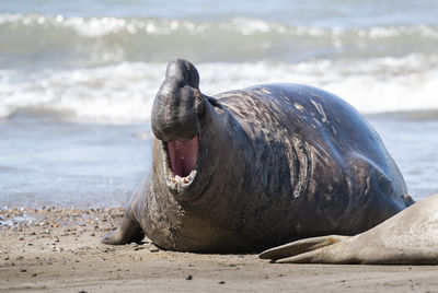 Close-up of sea lion at beach