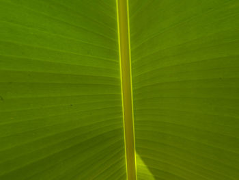 Full frame shot of green leaves