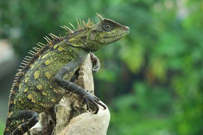 Close-up of lizard