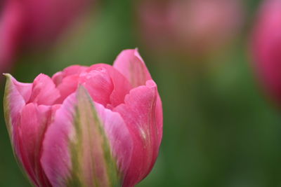 Close-up of pink flower blooming outdoors