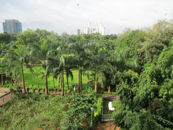 Trees and plants growing on sunny day