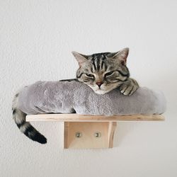 Portrait of cat resting against wall