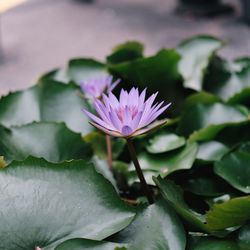 Close-up of lotus water lily in pond