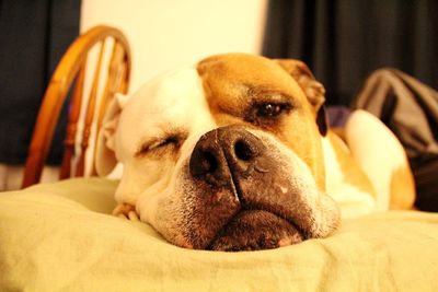 Close-up of dog relaxing on bed at home